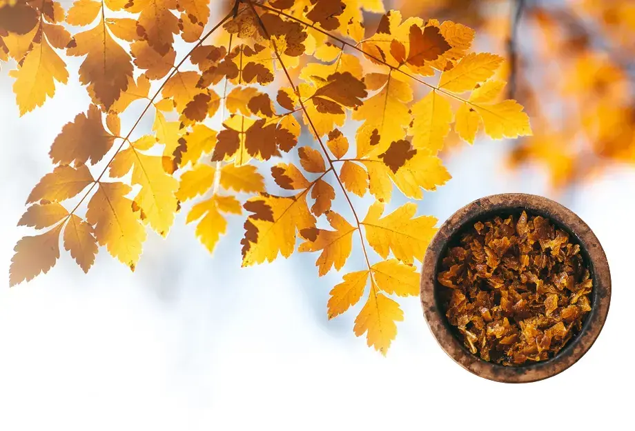 The Best Shisha Mixes for Fall