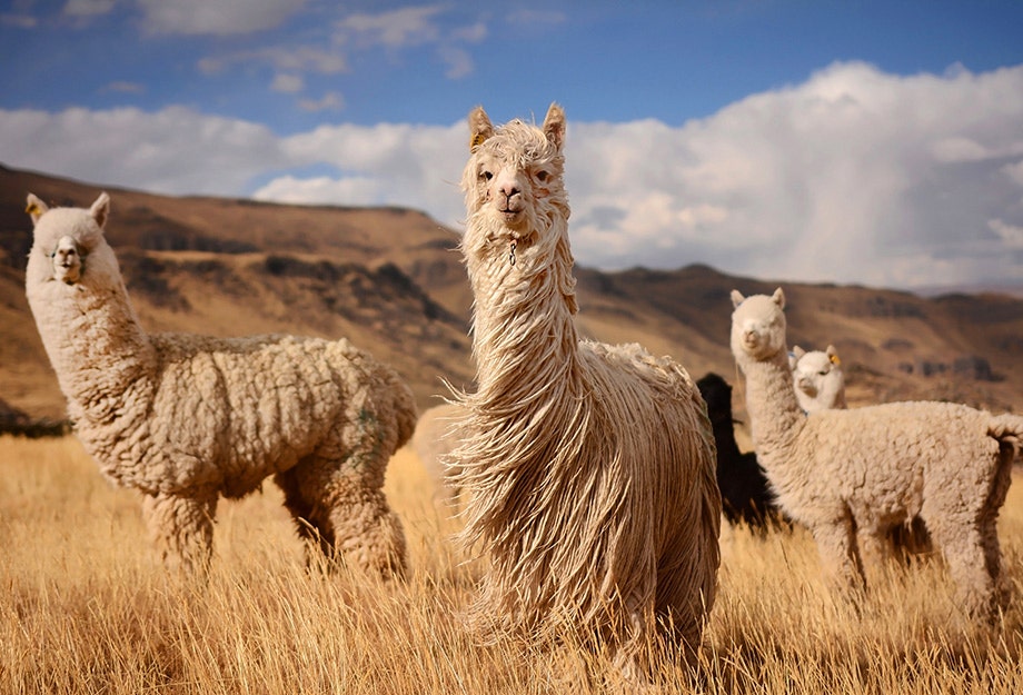 Keeping up With the Alpacas; All About Alpaca Bowls